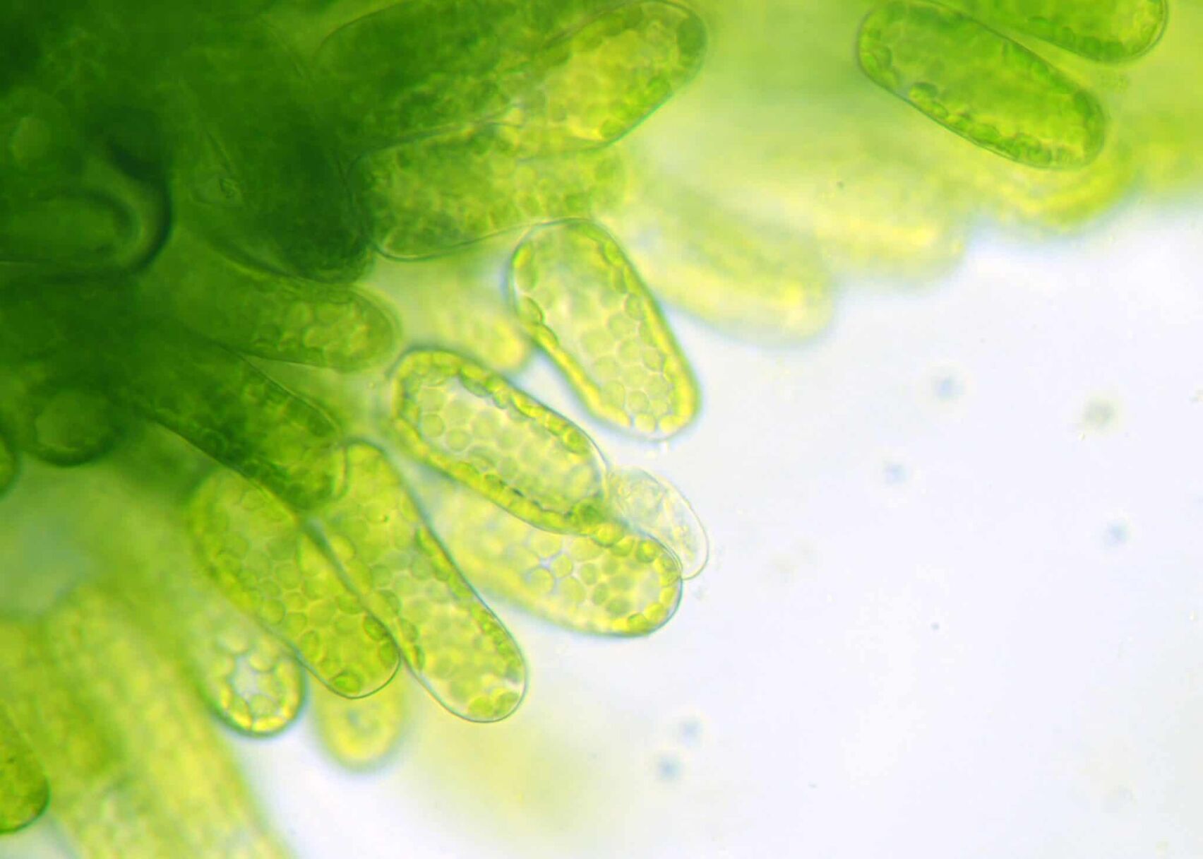 algae
